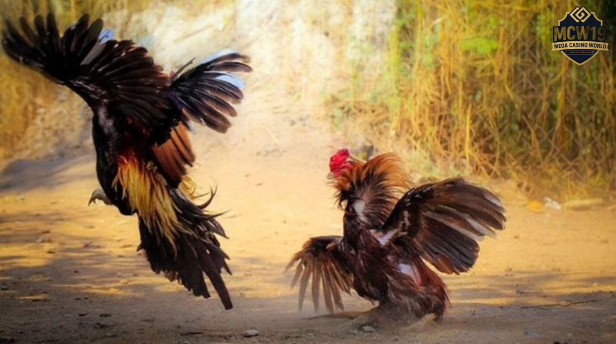 Giới thiệu về đá gà MCW19