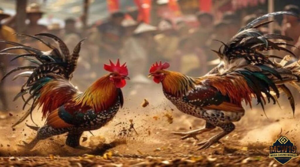 Cách tham gia và đặt cược đá gà MCW19