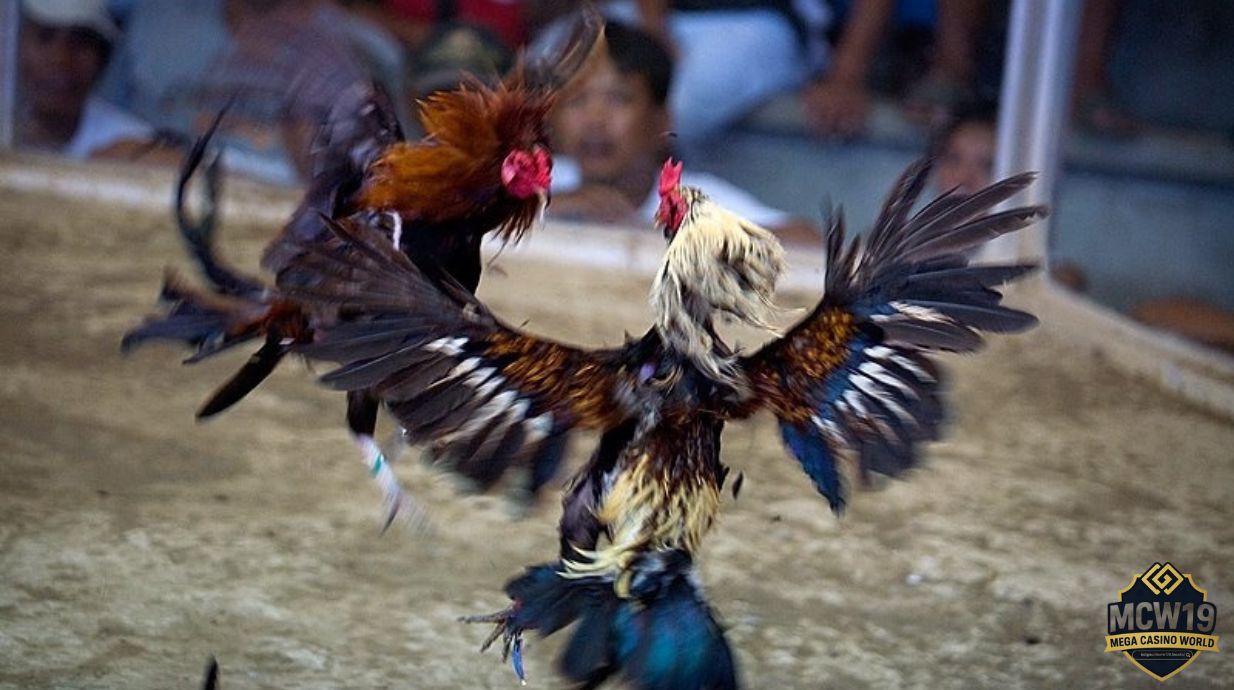 Tính pháp lý và độ an toàn khi chơi đá gà MCW19